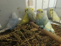 12 adet muhabbet kuşu yavrusu