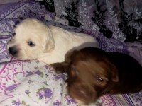 Terrier Maltese Yavrularımız A Kaliteli