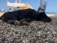 A CLAS FCI KIF ŞECERELİ DOBERMAN SON YAVRU