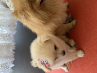 Pomeranian 45 günlük köpekler