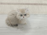 Safkan British Longhair Şecereli