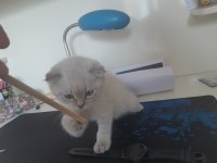 Scottish fold yavru kedimiz sahiplendirme
