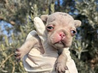 SAFKAN BEBEK FRENCH BULLDOGLAR