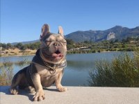 5 aylık micro dişi blue fawn french bulldog