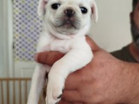 Beyaz pug bebekler yuvalarını arıyorlar