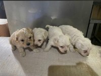 Safkan dünya tatlısı maltipoo yavrular