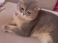 Sahiplendirme scottish fold