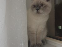 Scottish fold