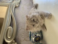 2 aylık iran kırması kedi