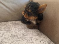 Safkan yorkshire terrier bebek köpekler