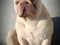 En Güzeli İçin Ulaşın Mükemmel French Bulldog Bebekler