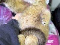British Shorthair Golden Dişi Kızlar