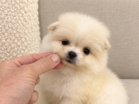 Pomeranian Boo Mini Boy Erkek