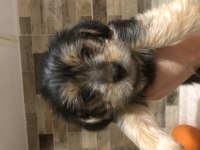 Yorki kardeşler