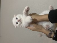 3 Erkek Yavru British Shorthair Bursa