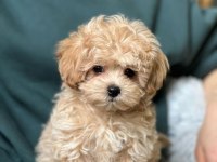 Ruhsatlı işletmeden garantili mini bebek yüzlü maltipoo