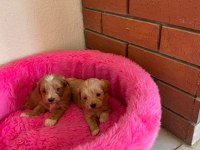 Maltipoo mini boy