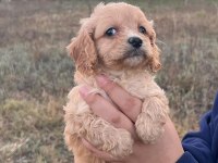 Mükemmel kalite maltipoo yavrular
