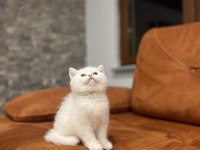 Brıtısh Shorthair Sevimli Yavrularım 