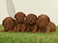 Toy Poodle Bebekleri