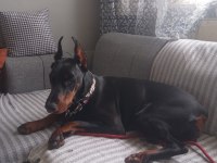 1 buçuk yaşında dişi doberman şecereli
