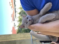 2 Aylık Yavrular scottish fold