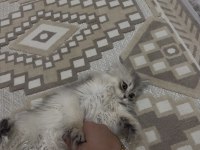 British longhair ay12 blue golden