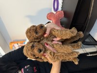Muhteşem Toy Poodle Yavrular