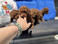 Show kalite redbrown kore toy poodle yavrularımız