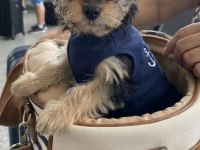Çok uyguna yorkshire terrier
