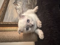 Sahibinden scottish fold kedimiz