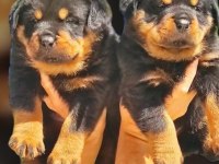Rottweiler Yavru