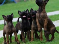 Belçika Malinois Yavruları