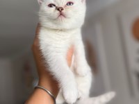 Pamuk Prenses Safkan British Shorthair