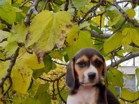 Neden mi Beagle Açıklamayı Okuyun Lütfen
