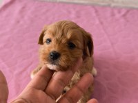 Maltipoo bebek köpeklerimiz