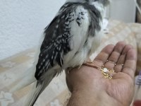 55 günlük sultan papağanı yavrusu