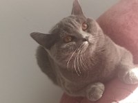 8 Aylık Safkan Dişi Kedimiz