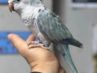 Evcil konuşan mutasyon konur papağanımız