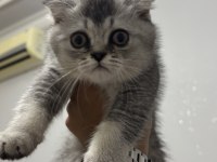 75 günlük scottish fold oğlumuz yeni yuvasını arıyor