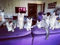 Safkan Maine Coon