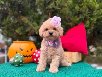 Güzel Yüzlü Bol Tüylü Antialerjik Maltipoo Bebekler 