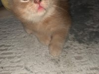 Evdeki kedi fazlalığından acil sahiplendirme