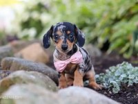 MİNİ DACHSHUND BLUE MERLE AŞILI BEBEĞİMİZ GARANTİLİ