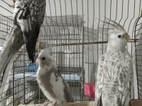 Wifi yavru sultan papağanı