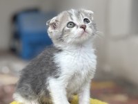 2 Aylık Erkek Scottish Fold