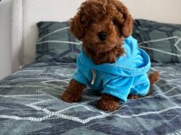 3 aylık poodle oğlum en fazla 3 kg olacak