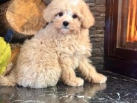 Teddy Surat Kore Kan Maltipoo Yavrularımız