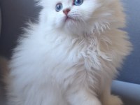 British Longhair Gökyüzünün En Güzel Tonu Bu Gözlerde