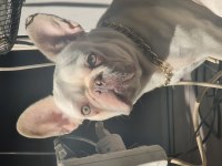Dişi lilac tan platinium İSABELLA taşıyıcı french bulldog